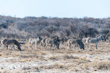 Etosha'da bir grup Zebra
