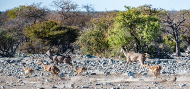 Kudus ve Impalas bir su birikintisinin etrafında koşuyorlar.