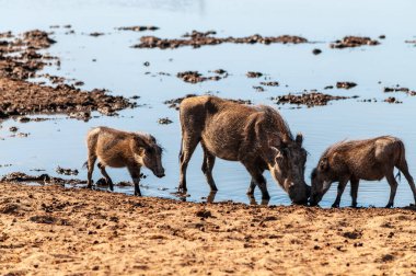 Etosha Milli Parkı 'ndaki Yaban domuzları