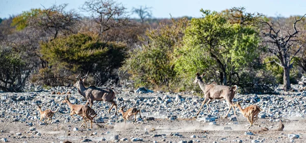 Kudus ve Impalas bir su birikintisinin etrafında koşuyorlar. — Stok fotoğraf