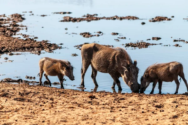 Warthogs w Parku Narodowym Etosha — Zdjęcie stockowe