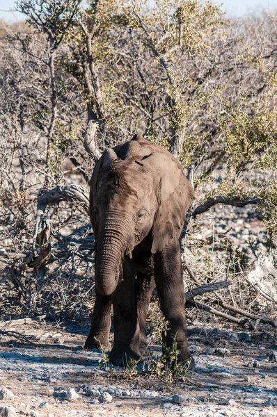 Nahaufnahme eines jungen afrikanischen Elefanten — Stockfoto