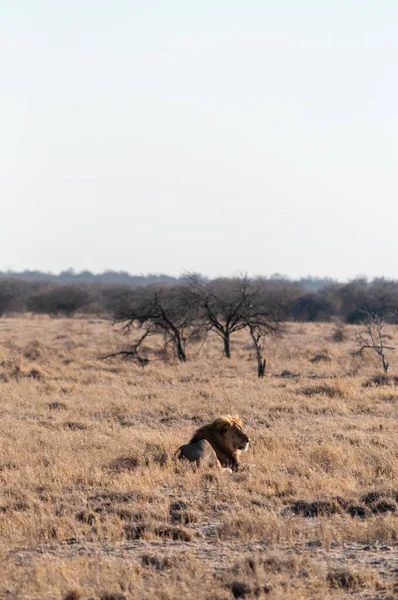 Mężczyzna lew spoczywają na równinie — Zdjęcie stockowe