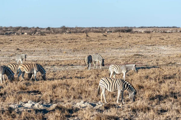 Cebras en el Parque Nacional Etosha . —  Fotos de Stock