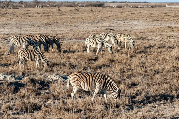 Zebry v národním parku etosha. — Stock fotografie