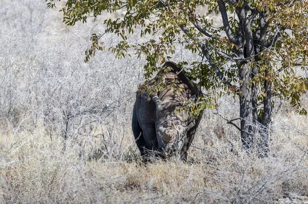 Rinoceronte negro Navegando bajo un árbol . —  Fotos de Stock