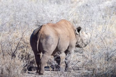 Siyah Gergedan Bir ağacın altında Tarama.