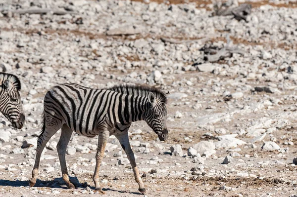 Etosha nemzeti park zebrák. — Stock Fotó