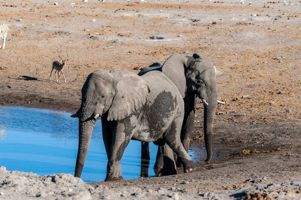 물 구멍에서 마시는 두 마리의 수컷 코끼리. — 스톡 사진