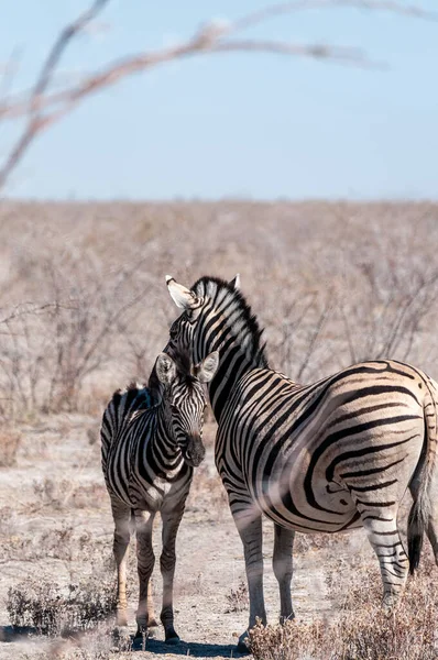 Burchell zebra - Equus quagga burchell- legeltetés az Etosha síkságain — Stock Fotó