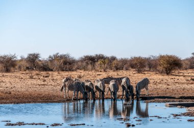 Etosha'da bir grup Zebra