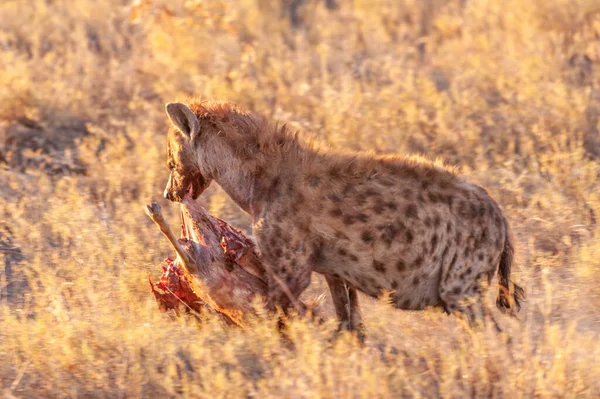 Hyène tachetée avec proie — Photo