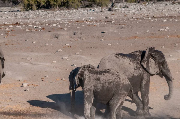 에토샤의 물구멍 근처에서 아프리카 코끼리 가족 — 스톡 사진
