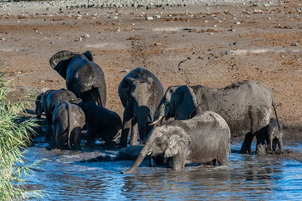 아프리카 코끼리에 흠뻑 빠지거나 음주 — 스톡 사진