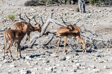 Impalas- Etosha Ulusal Parkı