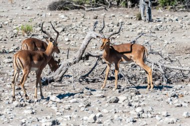 Impalas- Etosha Ulusal Parkı