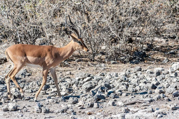 Impalas no Parque Nacional de Etosha — Fotografia de Stock