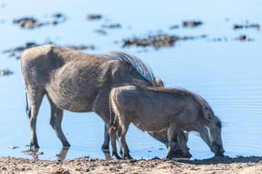 Etosha Milli Parkı 'ndaki Yaban domuzları
