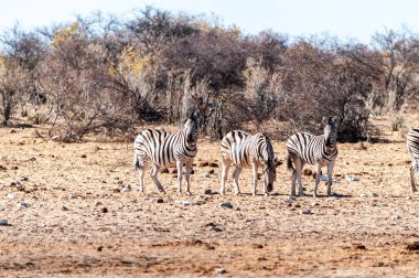 Etosha'da bir grup Zebra