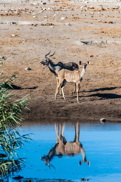 Kudu a Impalas poblíž vodní díry v Etoše — Stock fotografie