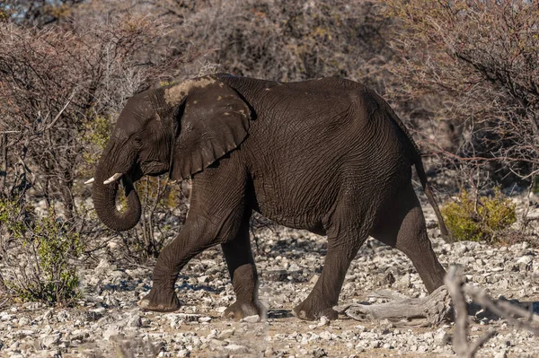 Closeup afrického slona procházející kolem — Stock fotografie