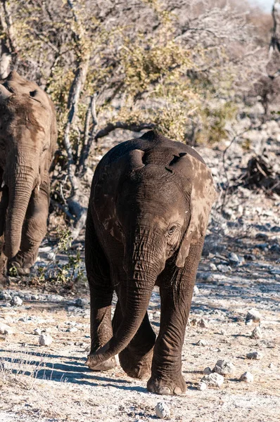 Młody afrykański słoń przechodzący obok — Zdjęcie stockowe