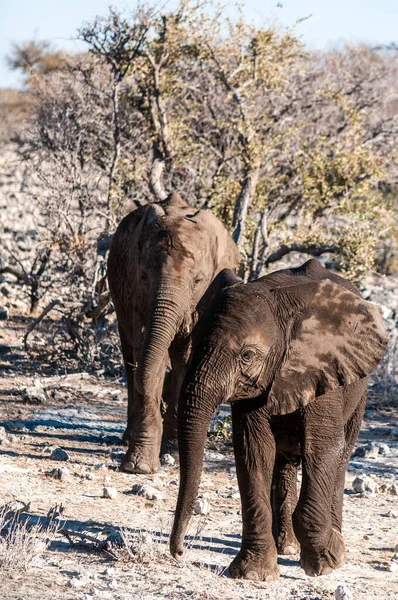 Un joven elefante africano juguetón pasando por — Foto de Stock