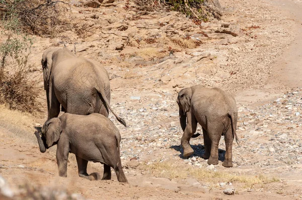 ナミビア砂漠にある3つの砂漠の象 — ストック写真