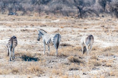 Etosha'da bir grup Zebra