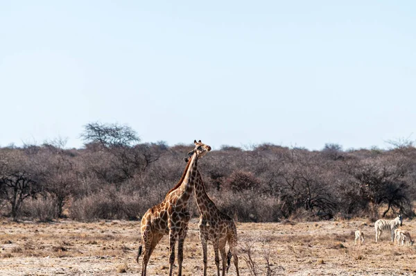 Encerramento de duas girafas angolanas — Fotografia de Stock