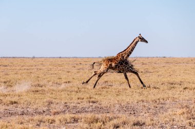 Namibya'da dörtnala koşan Zürafa