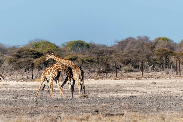 Zwei männliche angolanische Giraffen im Kampf — Stockfoto