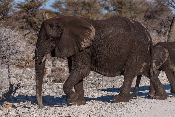 Elefantes Africanos Pasando por un camino — Foto de Stock