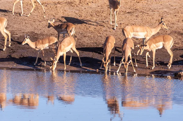 Impalas bebiendo de un pozo de agua —  Fotos de Stock