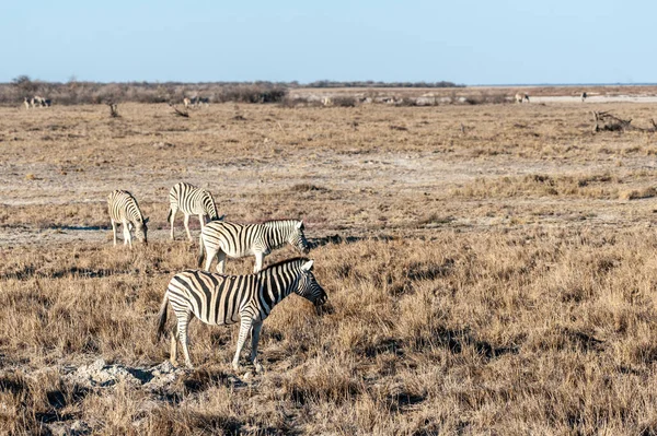 Ζέβρες σε etosha εθνικό πάρκο. — Φωτογραφία Αρχείου