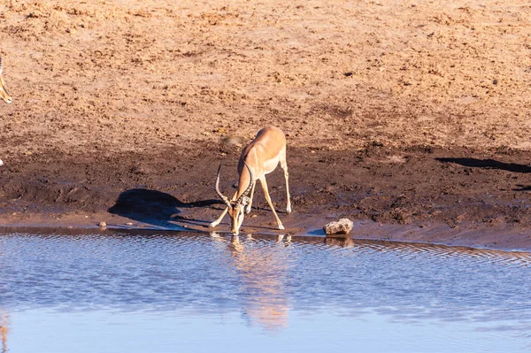 Impalas iszik vízlyuk — Stock Fotó