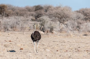 Etosha ovalarında bir Devekuşu