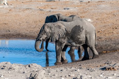 İki Erkek Fil Bir Su Deliğinden İçme.