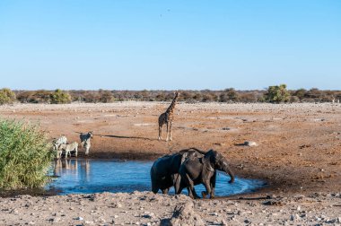 Etosha Ulusal Parkı 'ndaki bir su birikintisinde takılan Afrika Hayvanları
