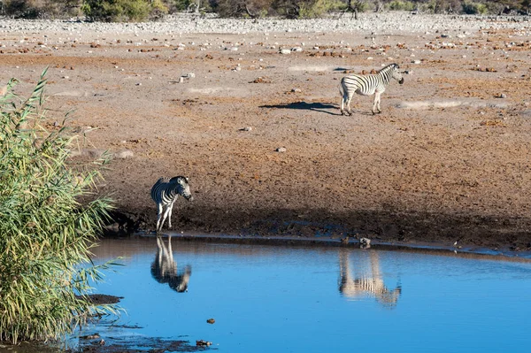 Giraffe un'Impala vicino a una pozza d'acqua — Foto Stock
