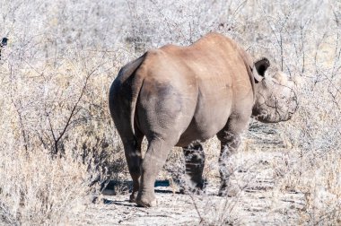 Siyah Gergedan Bir ağacın altında Tarama.