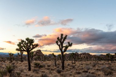 Sunrise Joshua Tree National Park içinde
