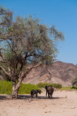 Namibya Çölünde İki Çöl Fili
