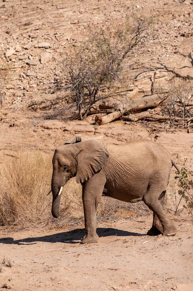 Nahaufnahme eines Wüstenelefanten in Namibia — Stockfoto