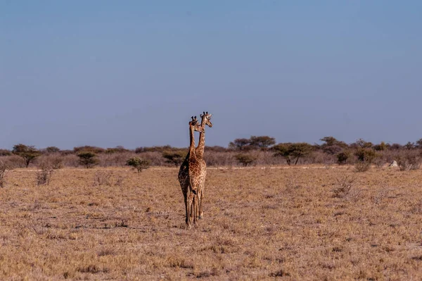 两只雄性长颈鹿挨着走 — 图库照片
