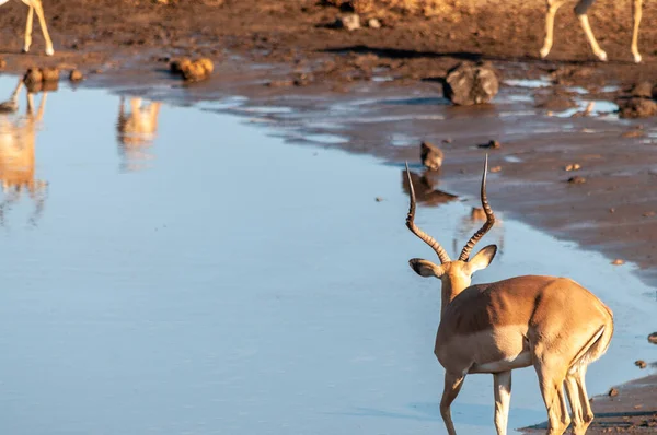 Impalas bebiendo de un pozo de agua — Foto de Stock