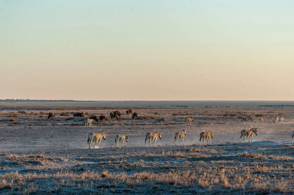 Zebrák és gnú naplementekor — Stock Fotó