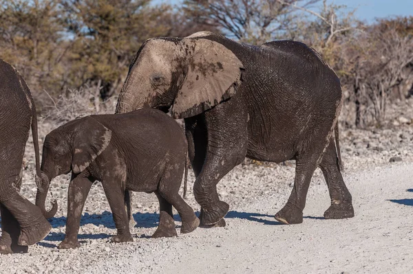 Afrikanska elefanter passerar längs en väg — Stockfoto
