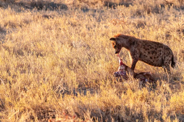 Fläckig hyena med bytesdjur — Stockfoto