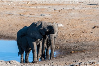 İki Erkek Fil Birbirleriyle Savaşıyor